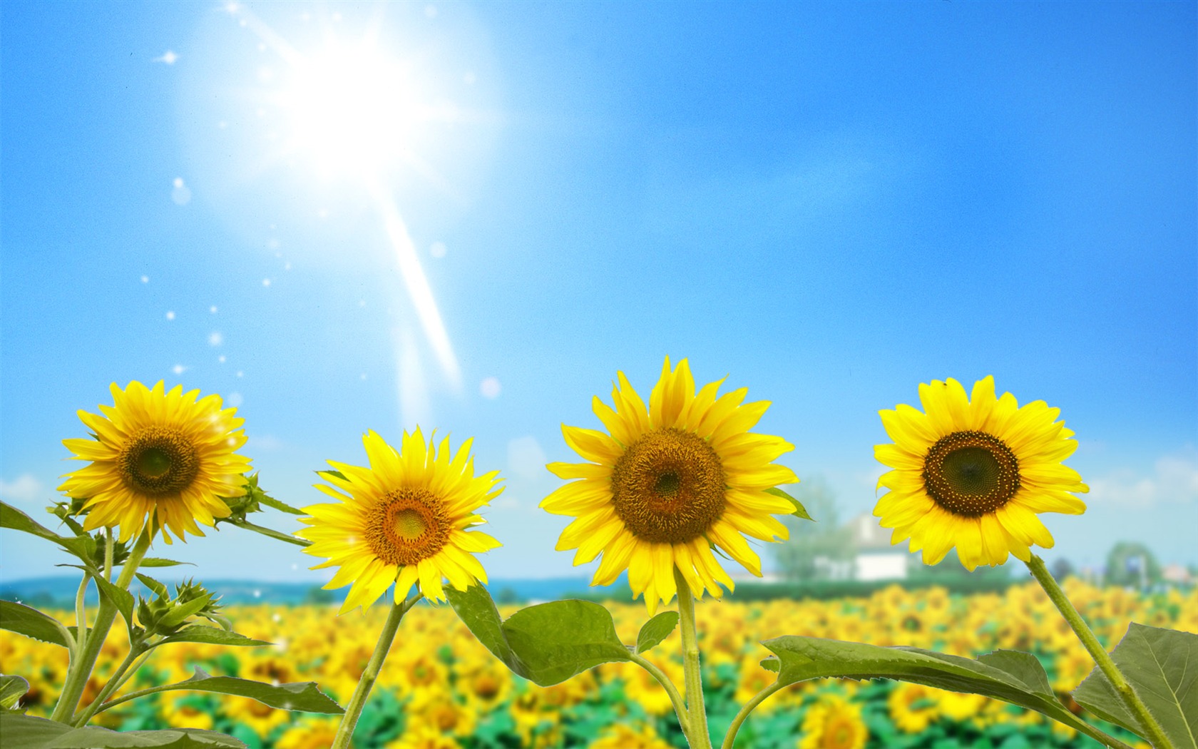 Beautiful sunflower close-up wallpaper (1) #9 - 1680x1050