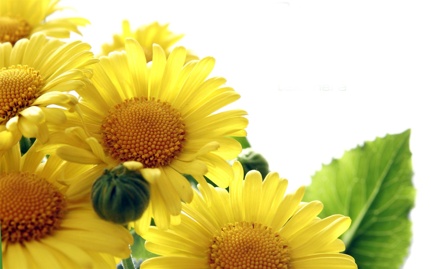 Beautiful sunflower close-up wallpaper (1) #13 - 1680x1050