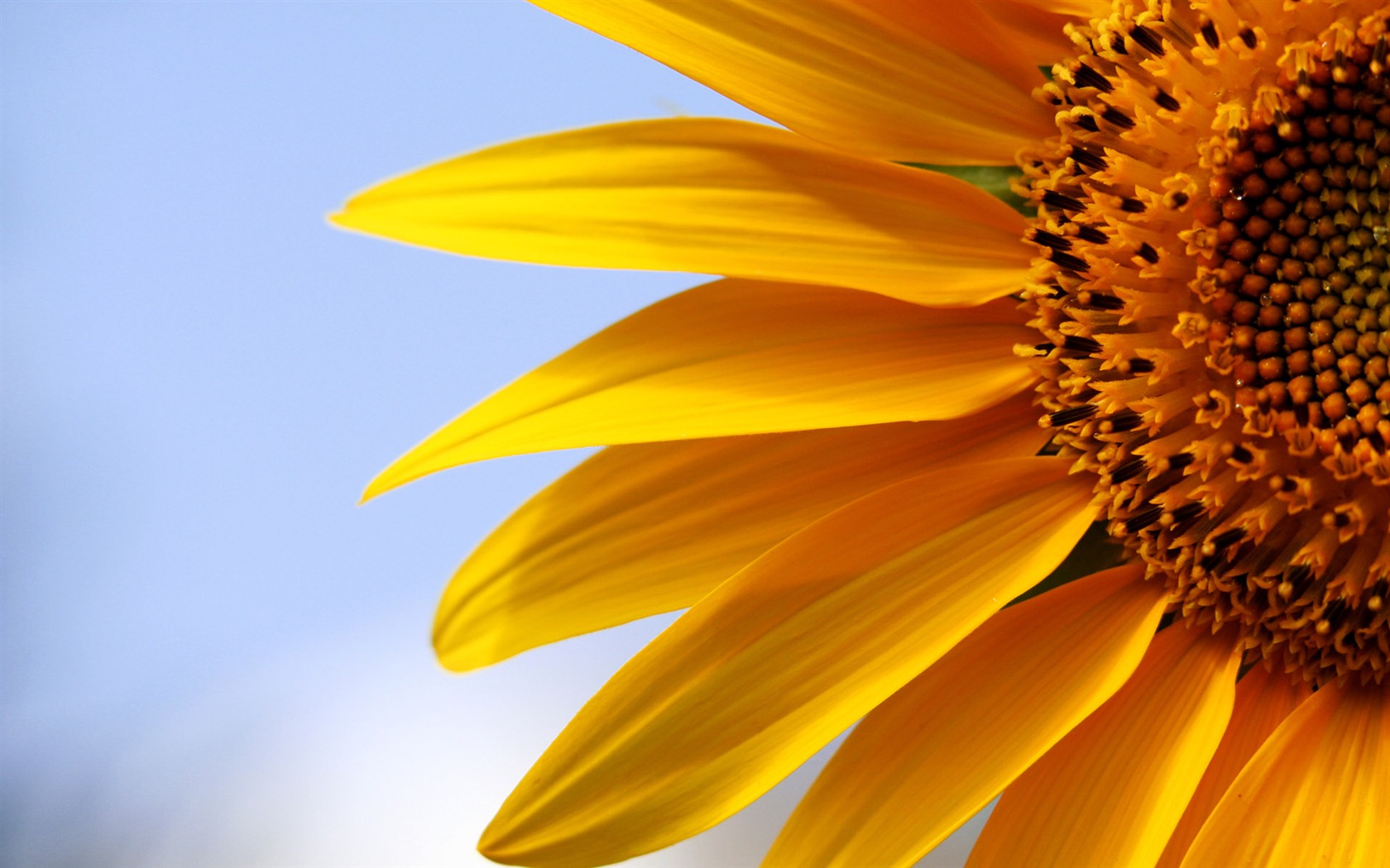 Beautiful sunflower close-up wallpaper (1) #15 - 1680x1050