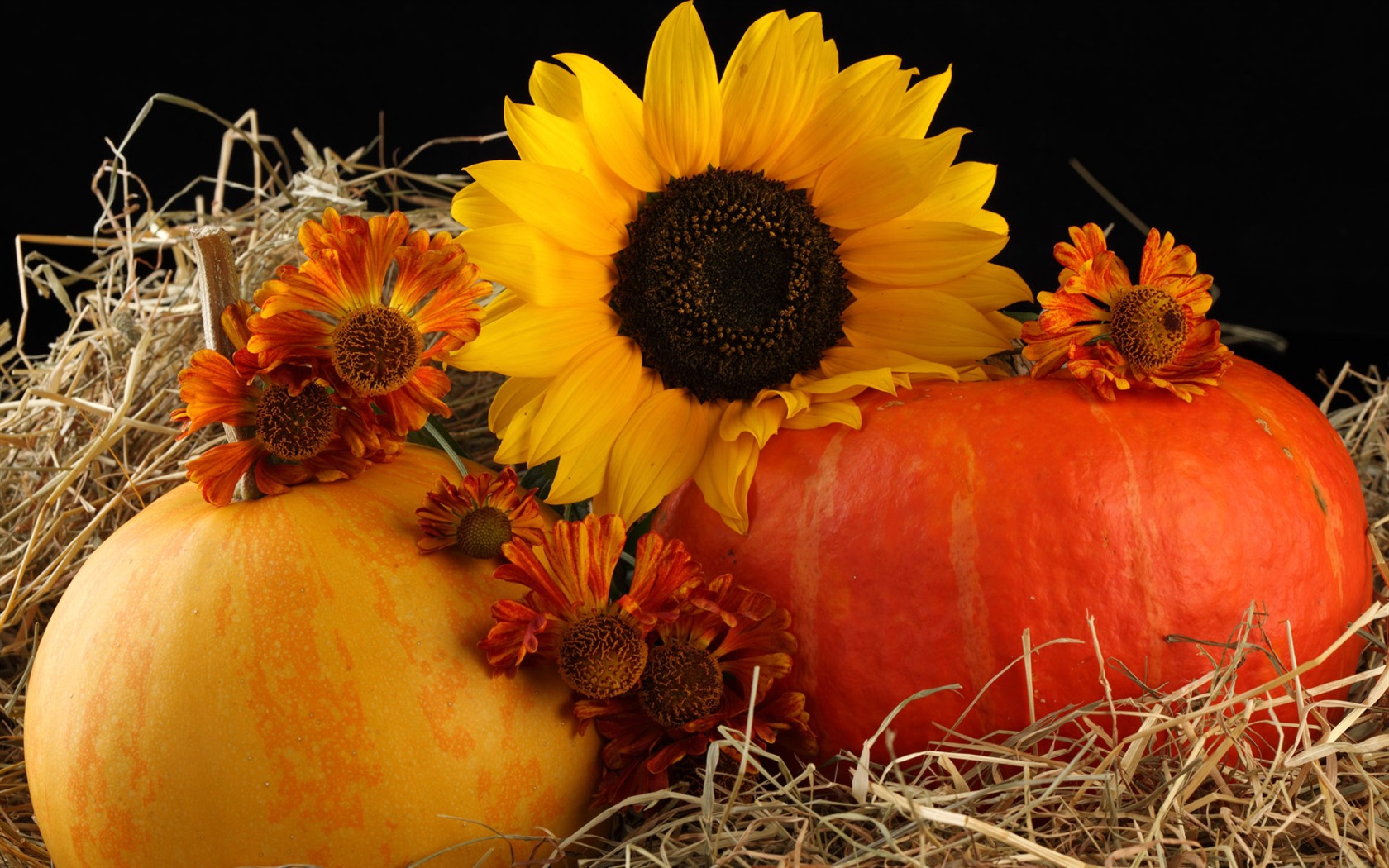 Beautiful sunflower close-up wallpaper (1) #16 - 1680x1050