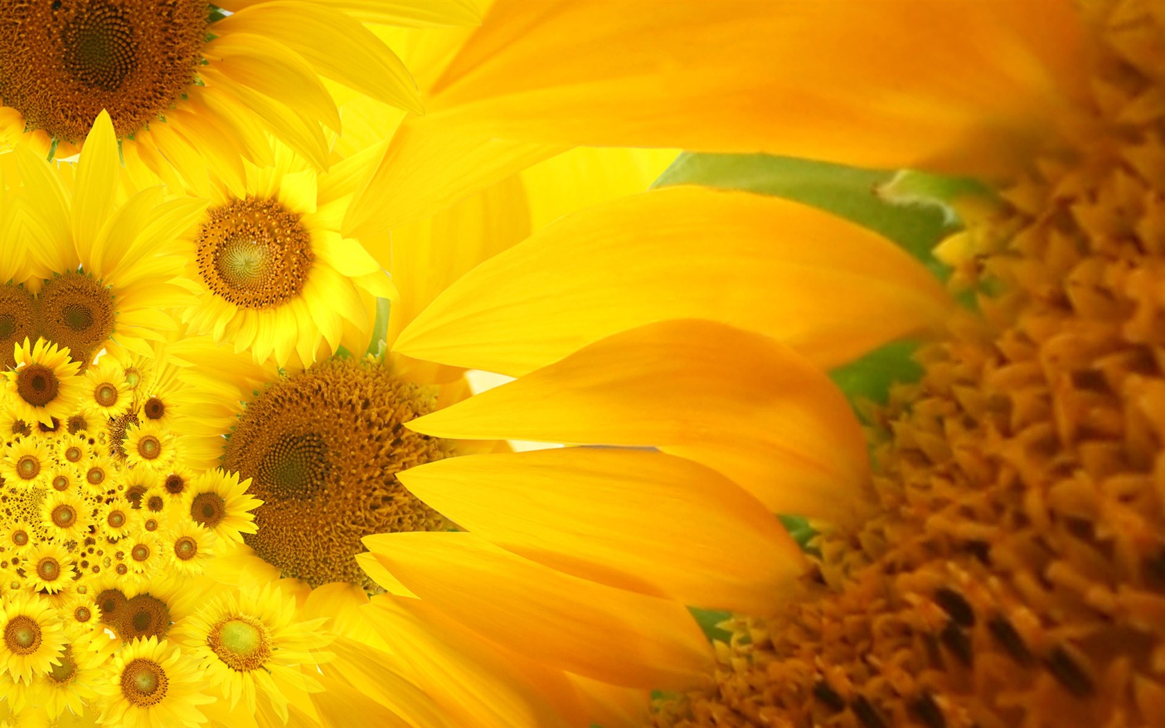 Beautiful sunflower close-up wallpaper (2) #1 - 1680x1050