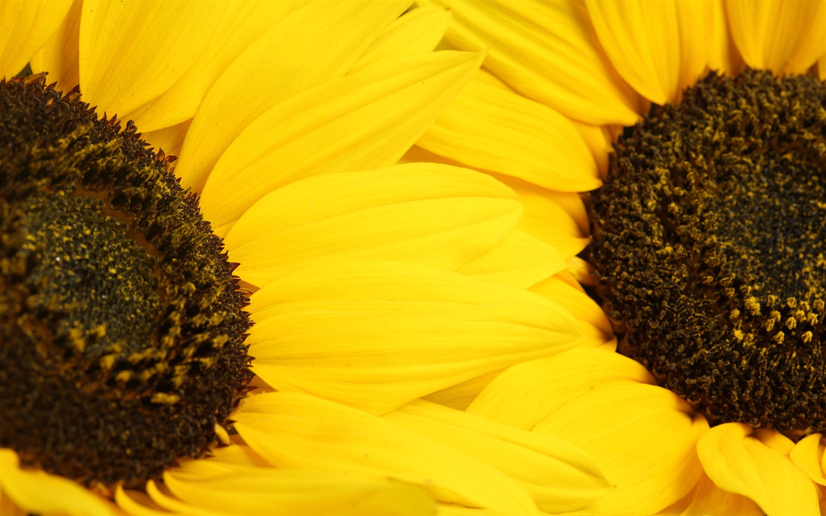 Beautiful sunflower close-up wallpaper (2) #11 - 1680x1050