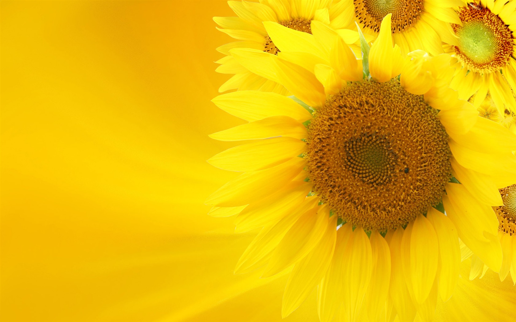 Beautiful sunflower close-up wallpaper (2) #15 - 1680x1050