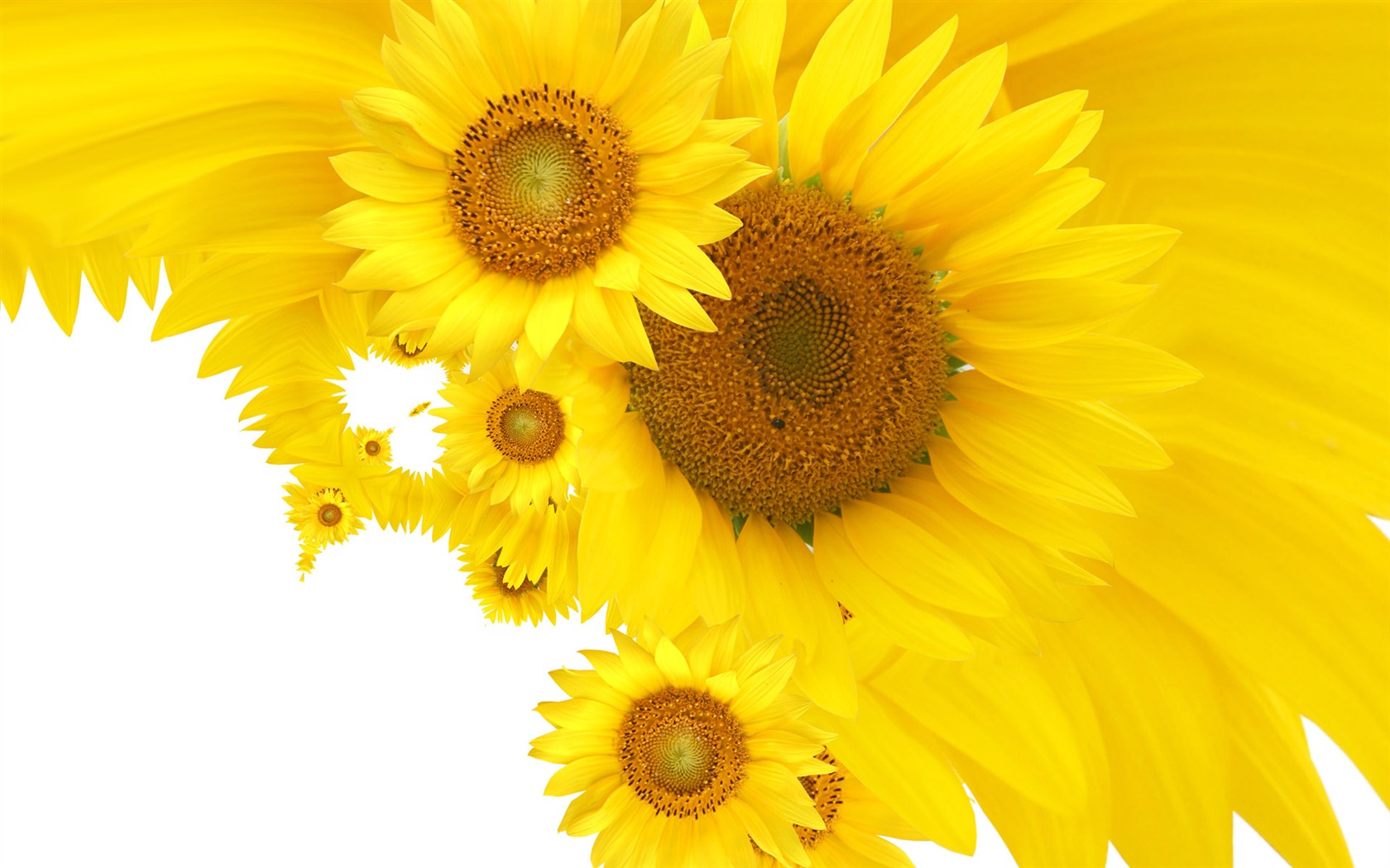 Beautiful sunflower close-up wallpaper (2) #16 - 1680x1050