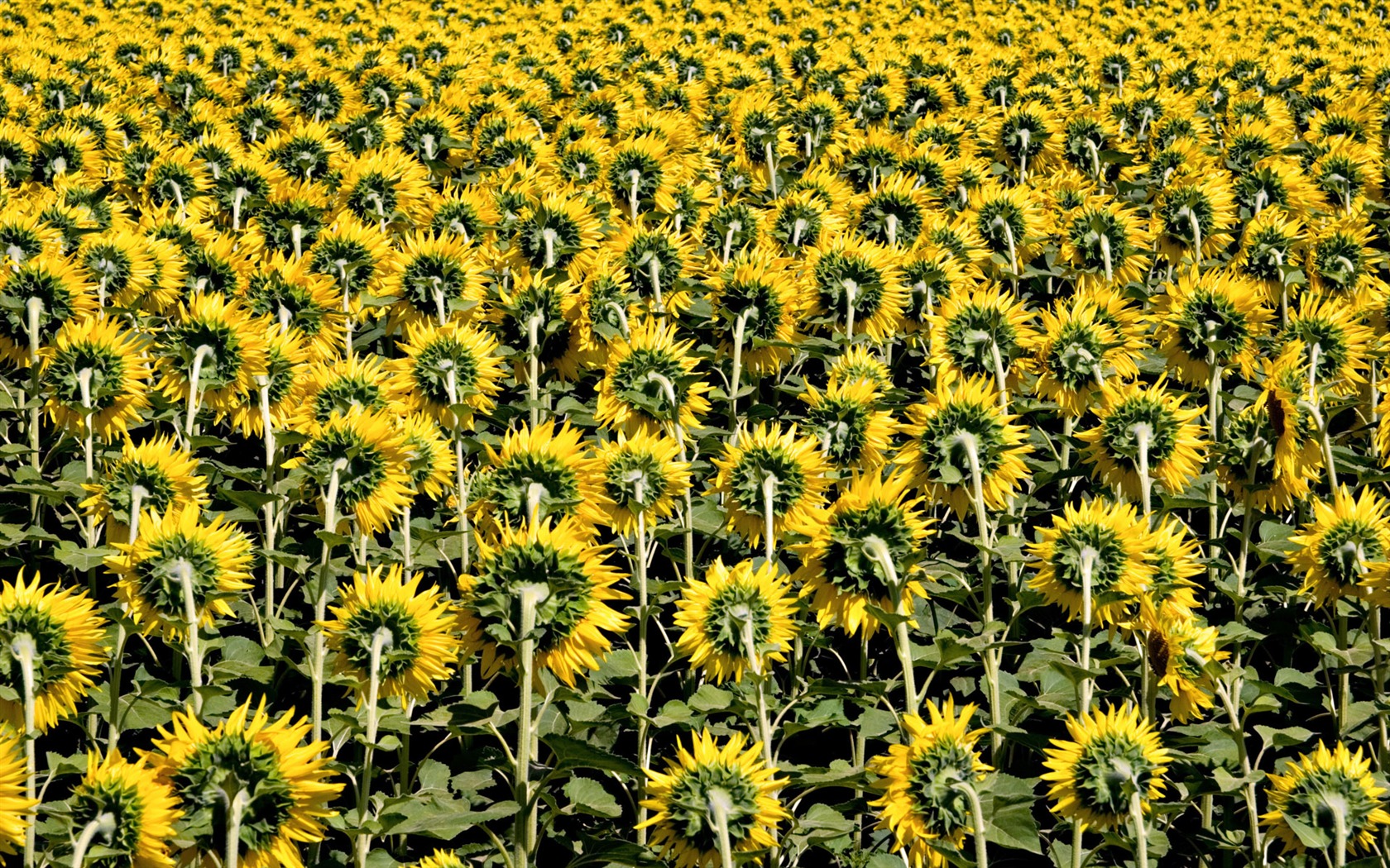 Beautiful sunflower close-up wallpaper (2) #17 - 1680x1050