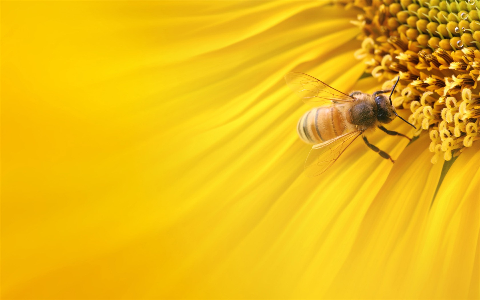 Beautiful sunflower close-up wallpaper (2) #19 - 1680x1050