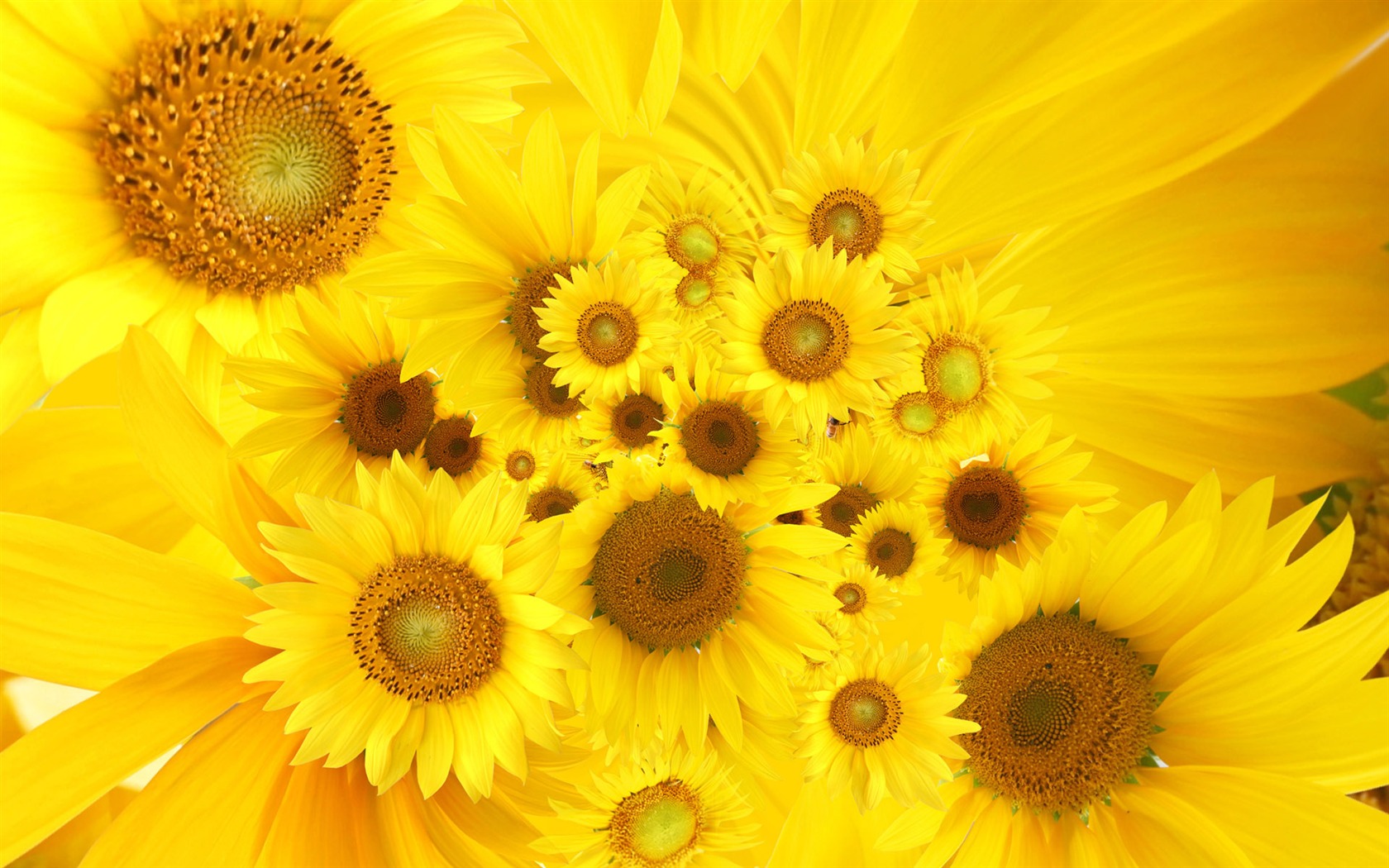 Beautiful sunflower close-up wallpaper (2) #20 - 1680x1050