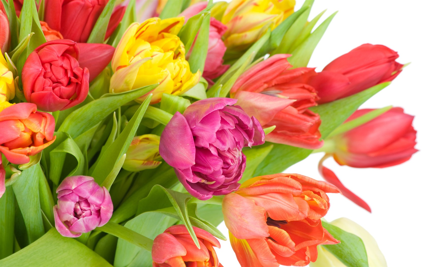 Tulip tapety album (8) #1 - 1680x1050
