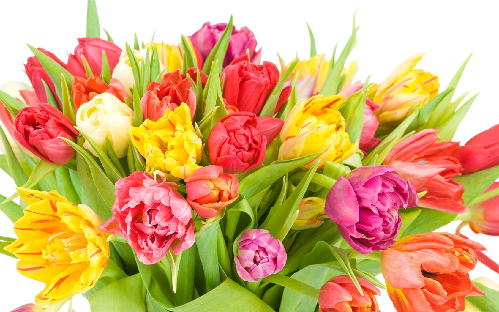 Tulip tapety album (8) #2 - 1680x1050