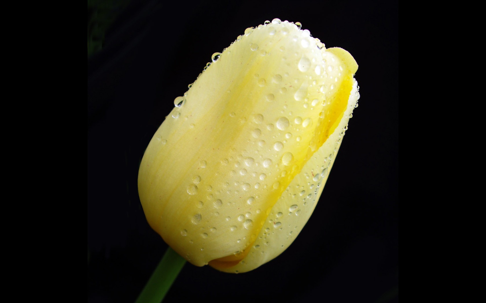 Tulip wallpaper album (8) #4 - 1680x1050