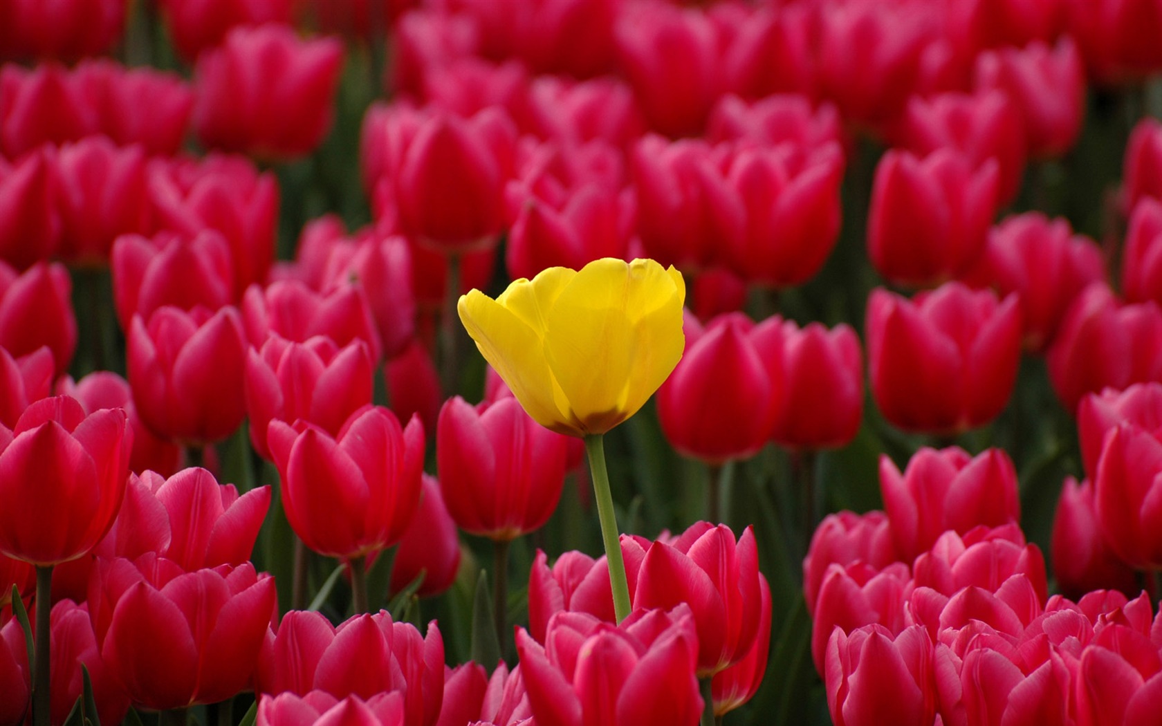 Tulip wallpaper album (8) #14 - 1680x1050