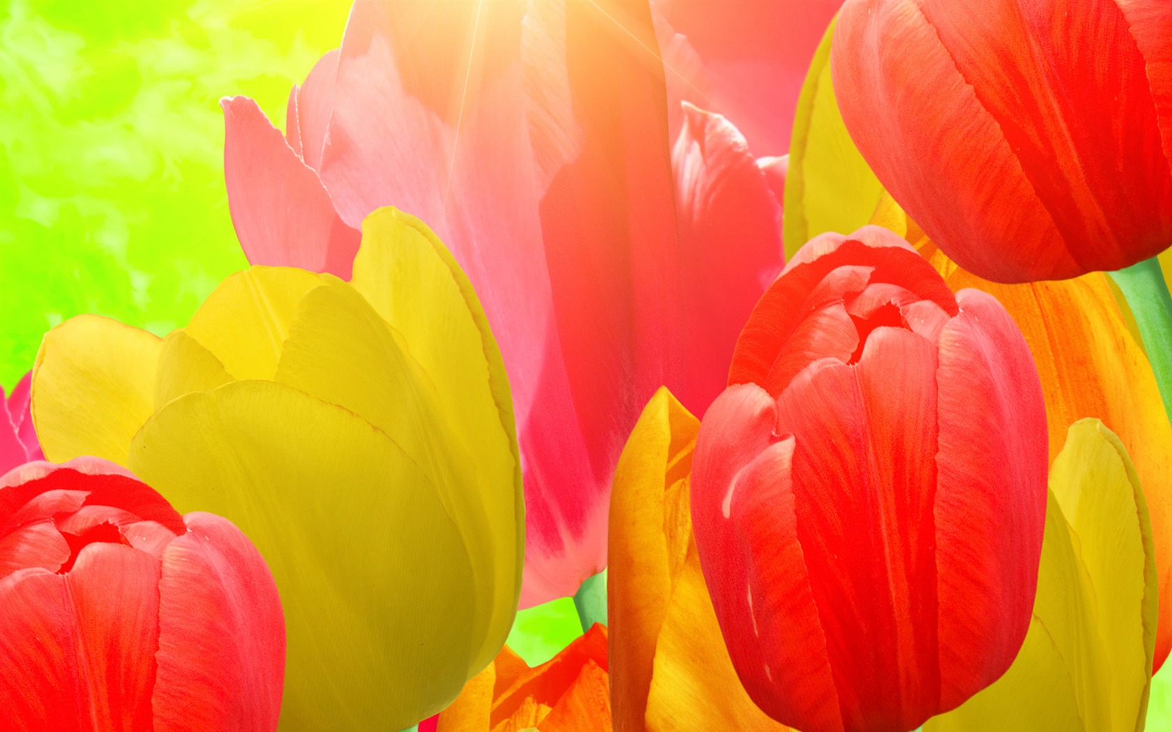 Tulip tapety album (8) #15 - 1680x1050