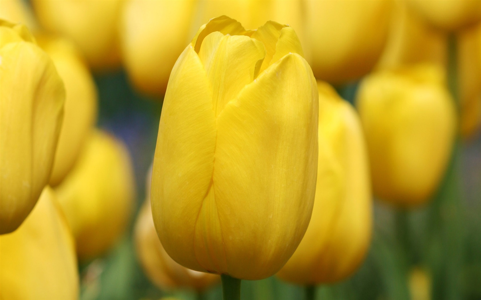 Tulip wallpaper album (8) #16 - 1680x1050