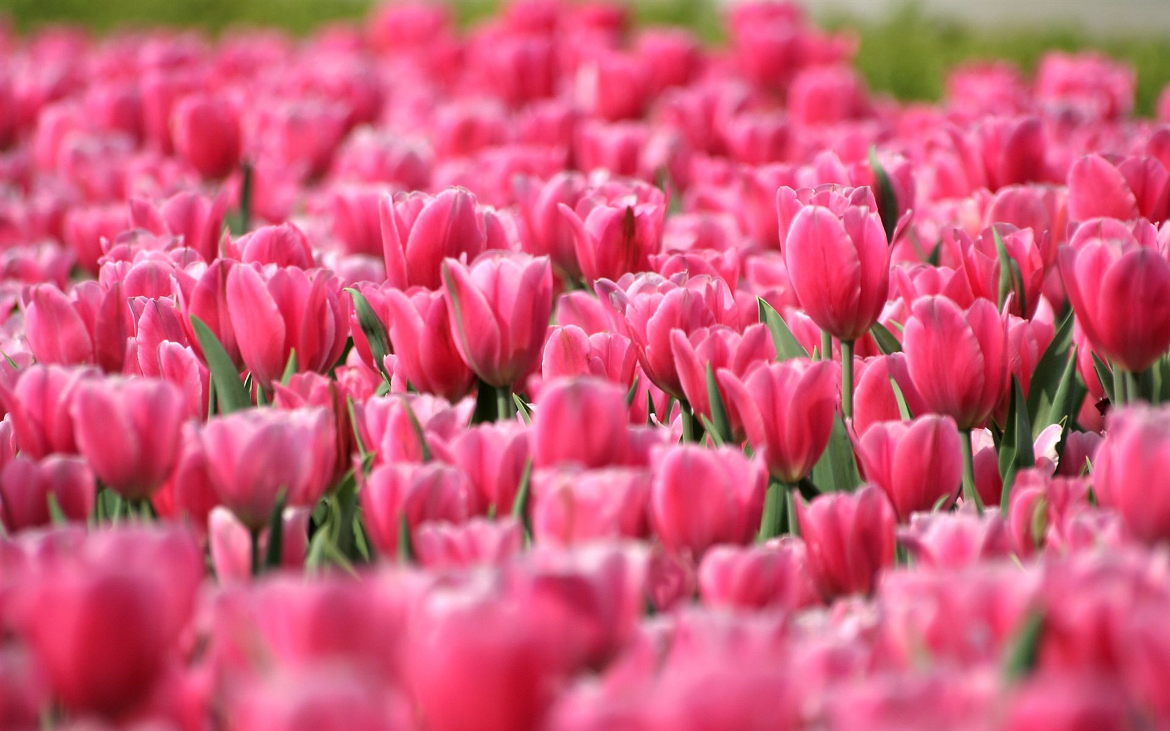 Tulip tapety album (9) #10 - 1680x1050