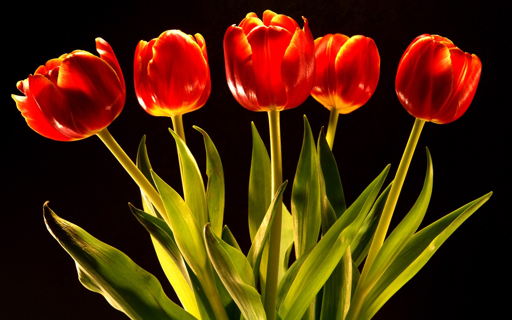 Tulip wallpaper album (9) #11 - 1680x1050