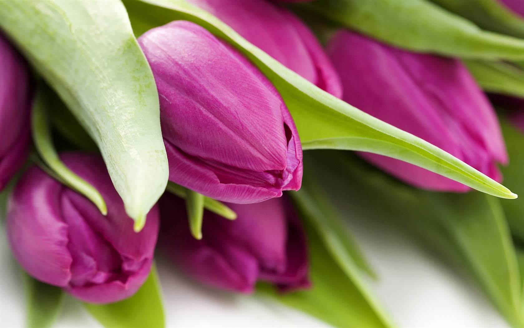 Tulip tapety album (9) #20 - 1680x1050