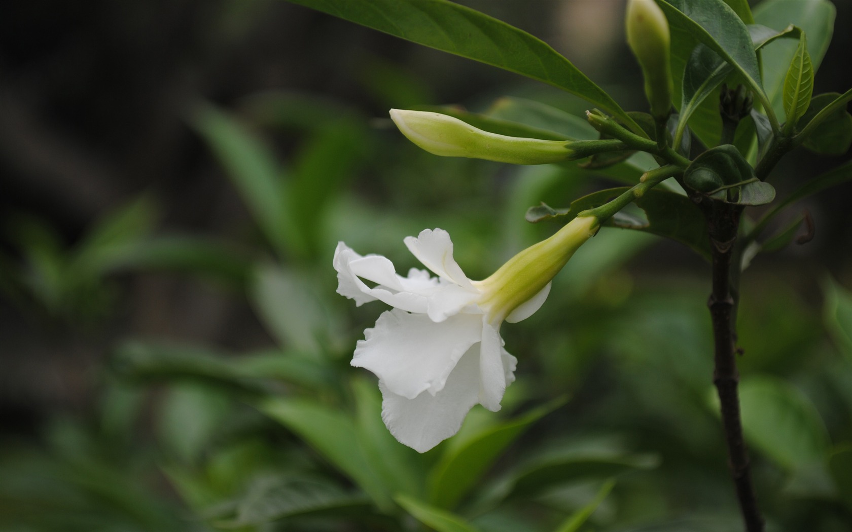 Macro Flower Grass (2) (genzhukou works) #6 - 1680x1050