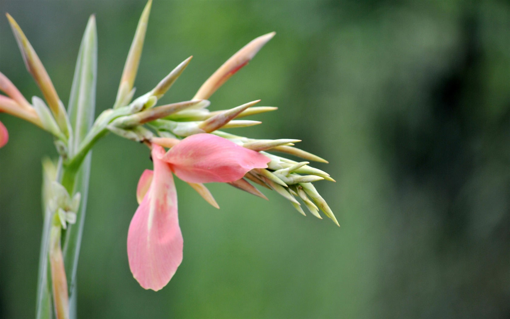 Macro Flower Grass (2) (genzhukou works) #14 - 1680x1050