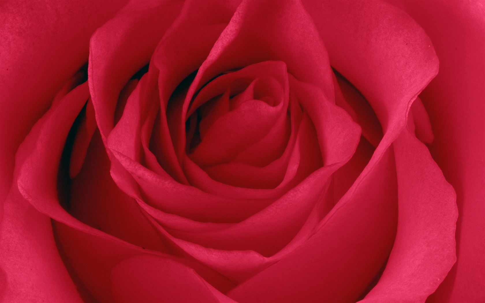 Large Rose Photo Wallpaper (5) #11 - 1680x1050