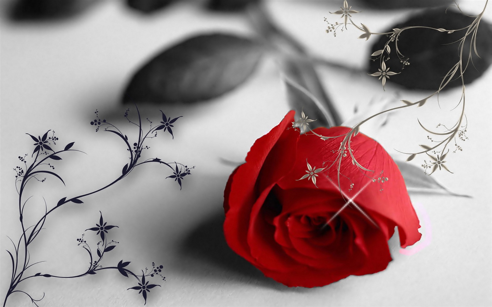 Large Rose Photo Wallpaper (6) #15 - 1680x1050