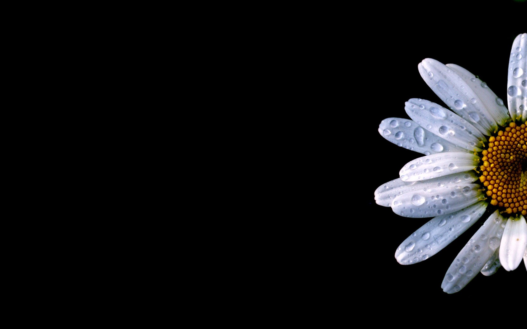 鮮花綠葉特寫 壁紙(二) #19 - 1680x1050