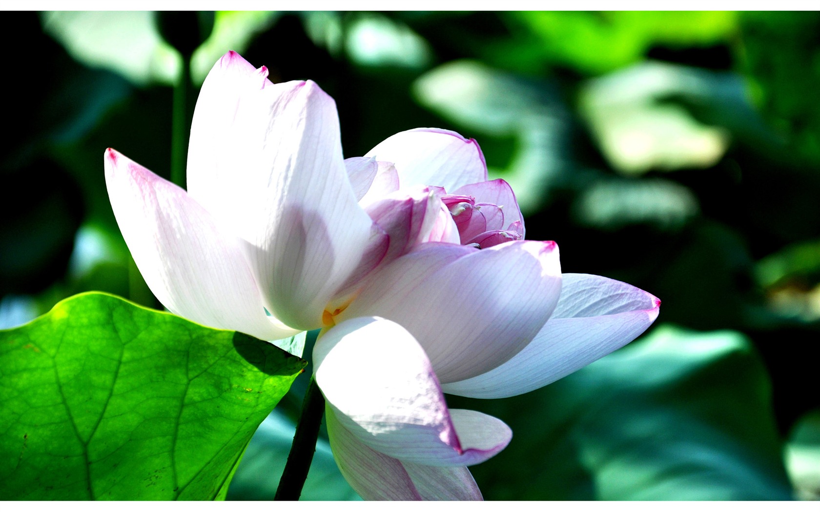 Flowers green leaf close-up wallpaper (4) #2 - 1680x1050