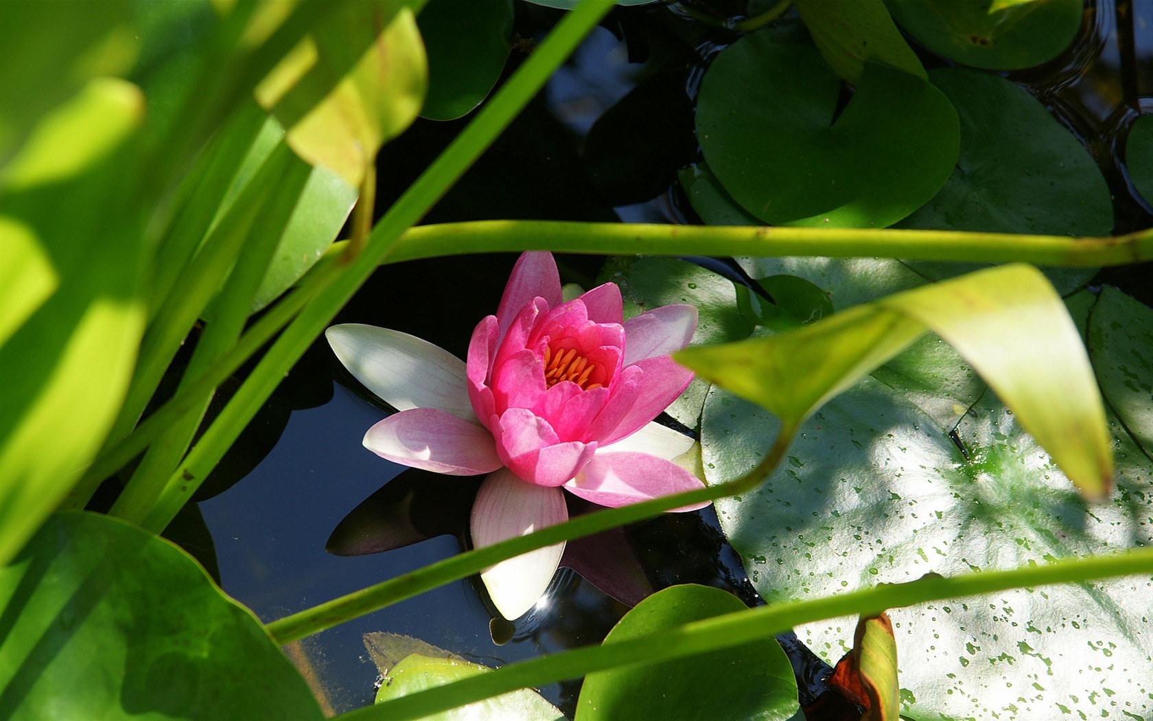 Widescreen wallpaper flowers close-up (15) #13 - 1680x1050