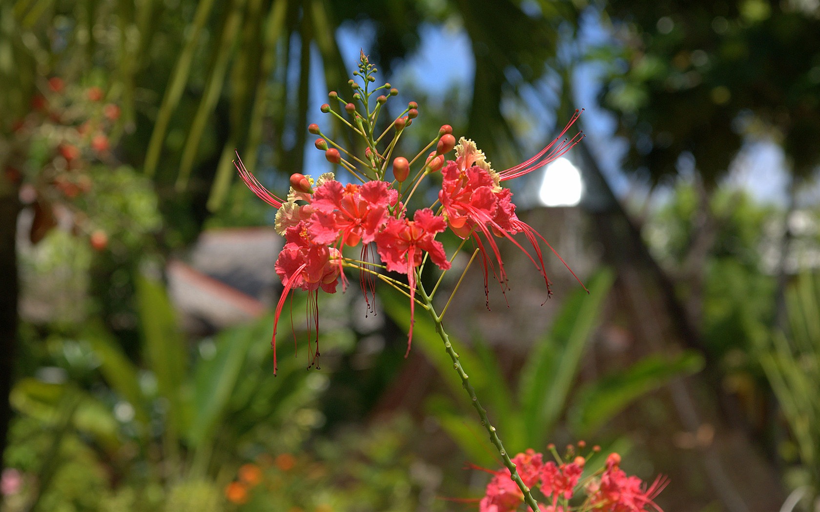 Widescreen wallpaper flowers close-up (15) #18 - 1680x1050