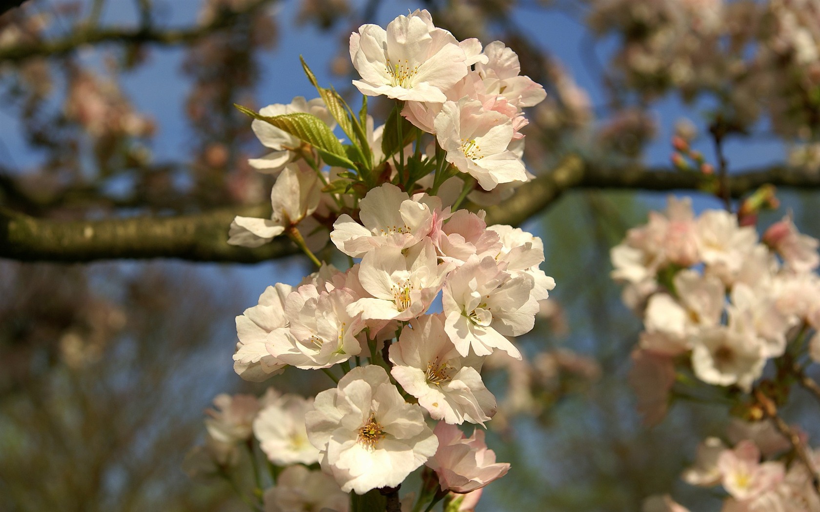 Widescreen wallpaper flowers close-up (16) #10 - 1680x1050