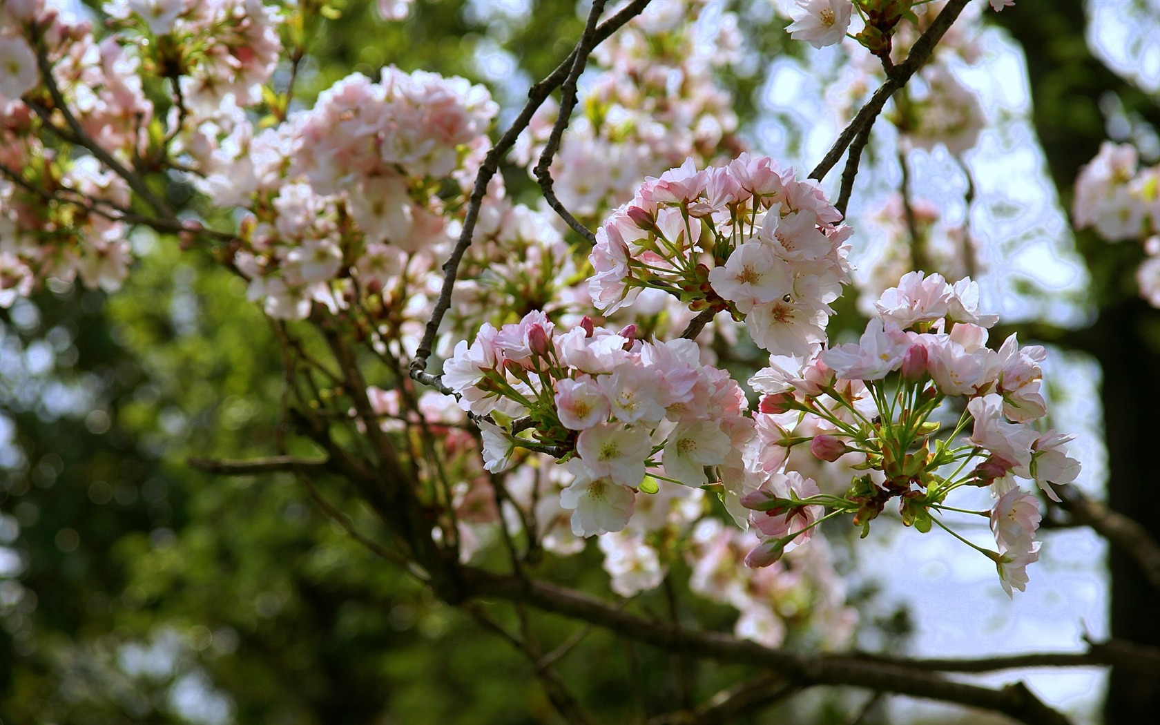 Widescreen wallpaper flowers close-up (16) #12 - 1680x1050