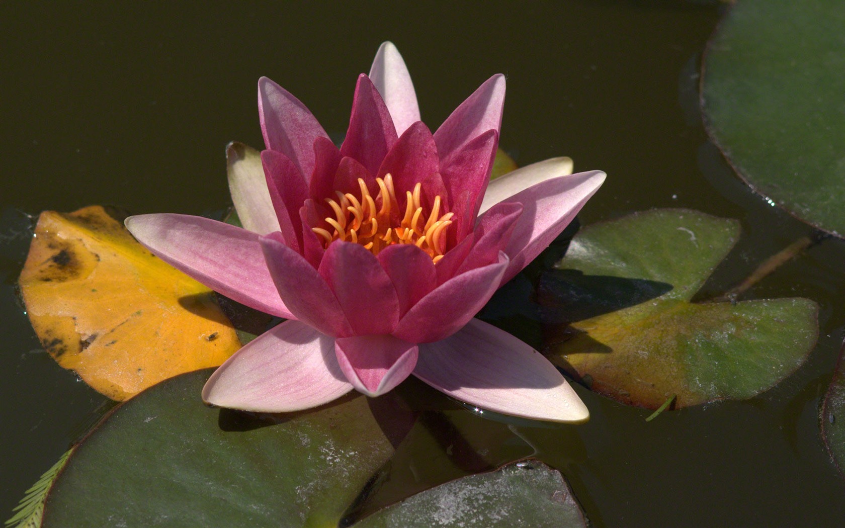 Water Lily 睡蓮 高清壁紙 #9 - 1680x1050