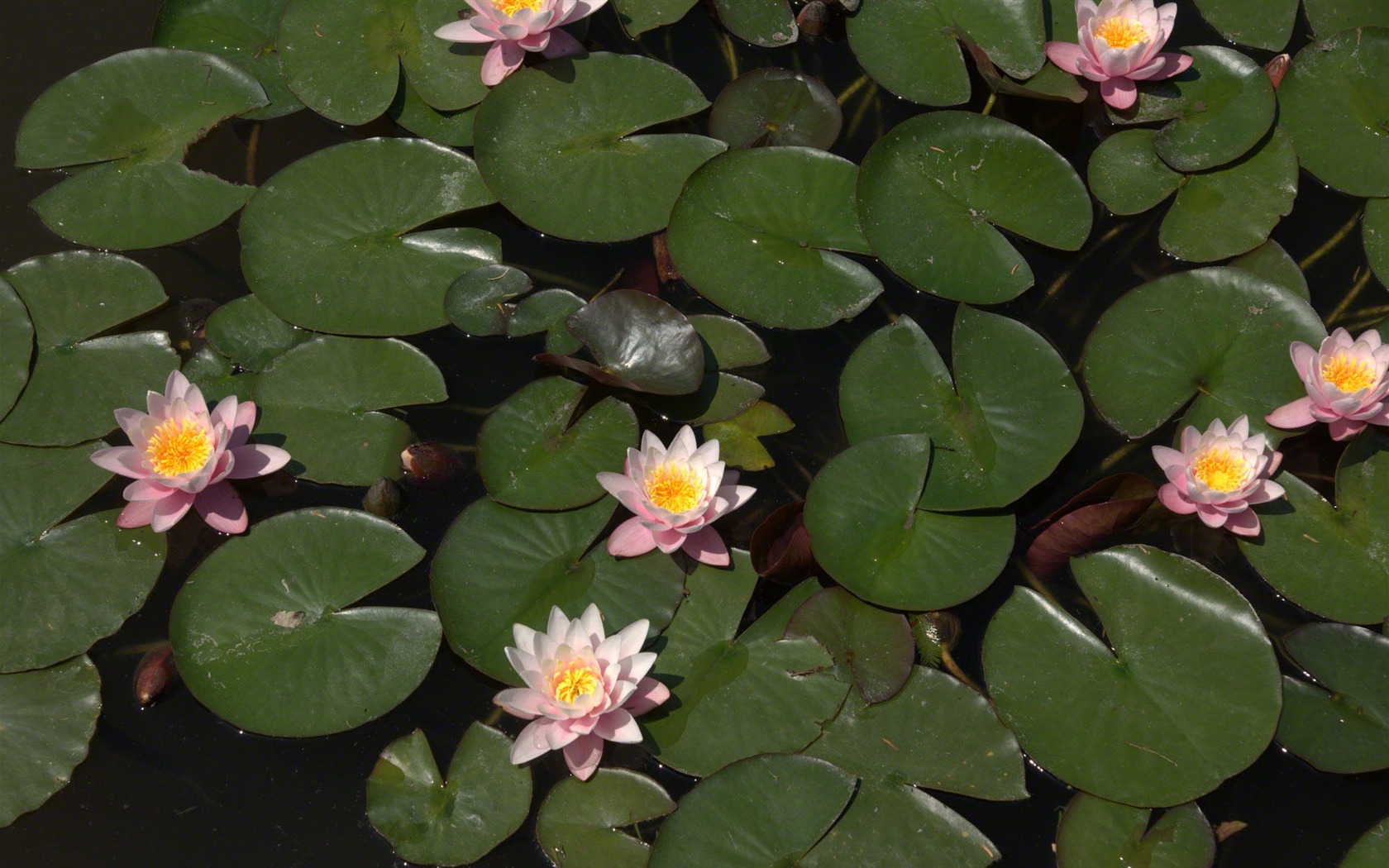 Water Lily 睡蓮 高清壁紙 #10 - 1680x1050