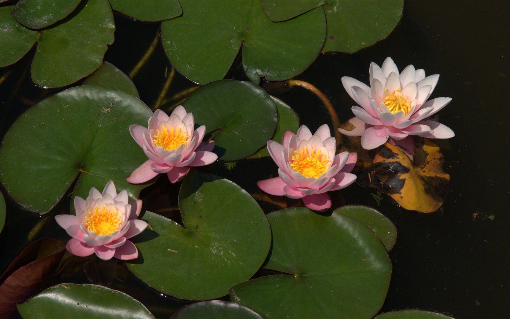 Water Lily 睡蓮 高清壁紙 #11 - 1680x1050