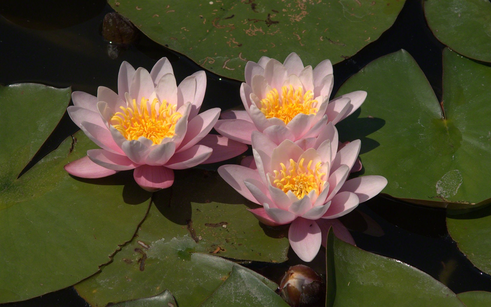 Water Lily 睡蓮 高清壁紙 #14 - 1680x1050