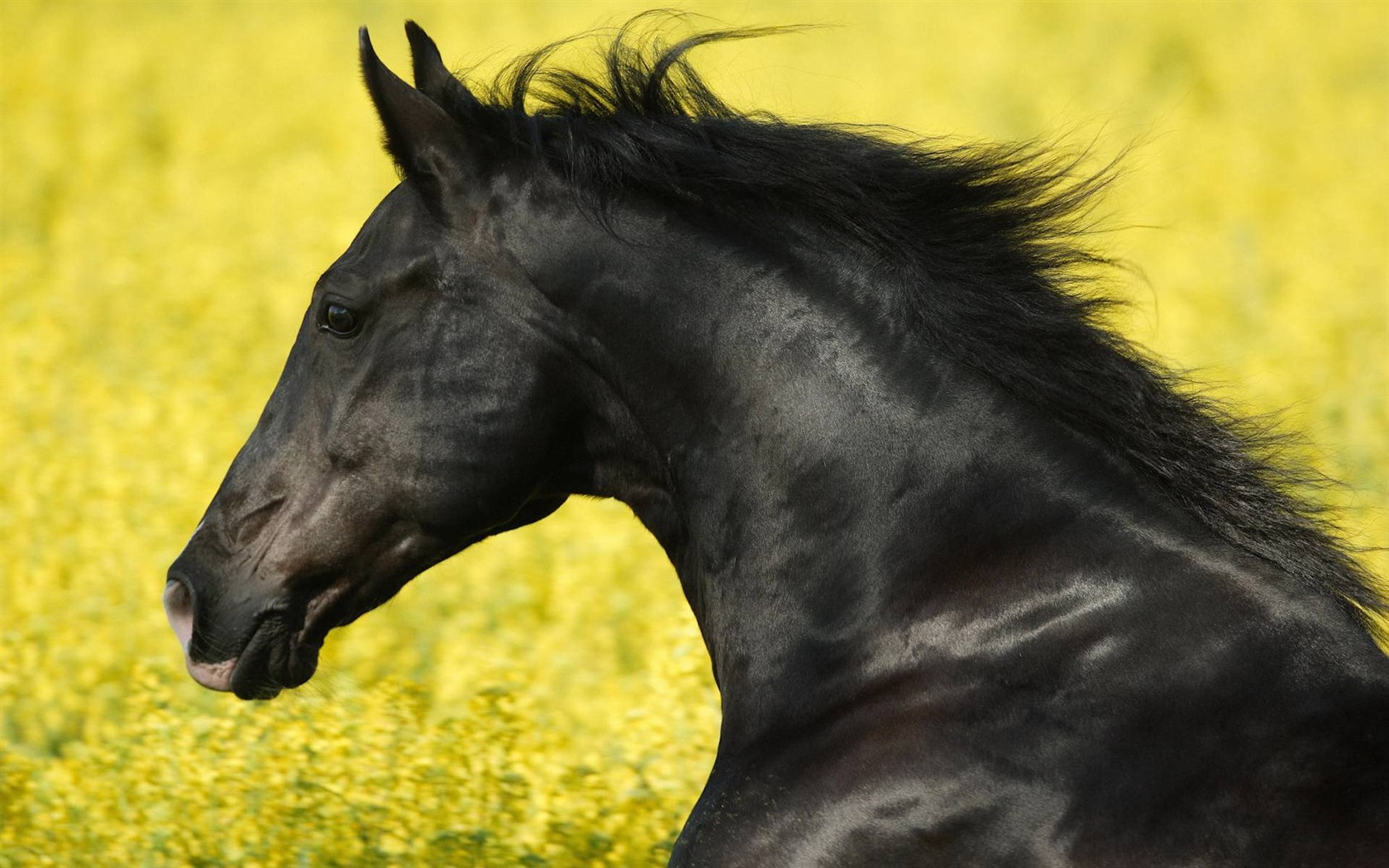 Animal Widescreen Wallpapers Collection (16) #7 - 1680x1050