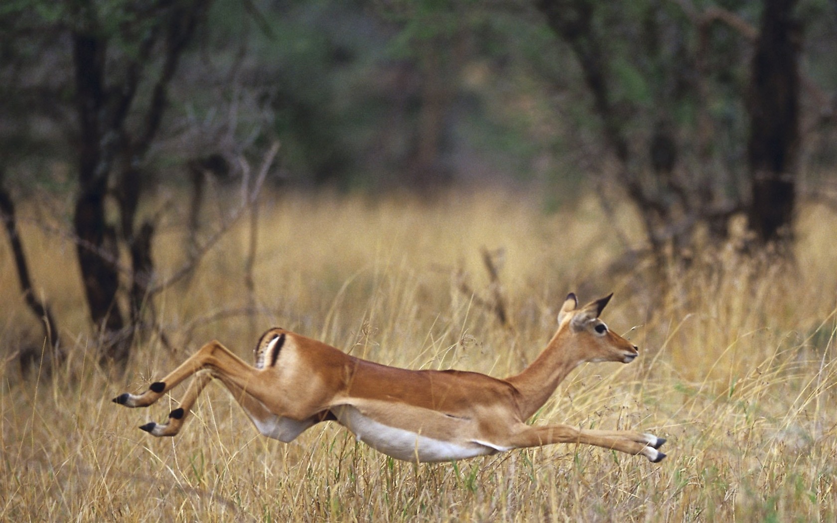 Animal Widescreen Wallpapers Collection (16) #14 - 1680x1050