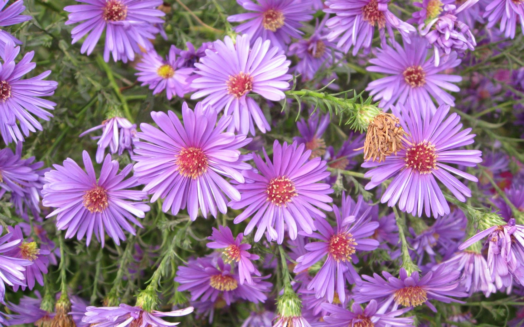 Aster Flores álbum fondo de pantalla #4 - 1680x1050