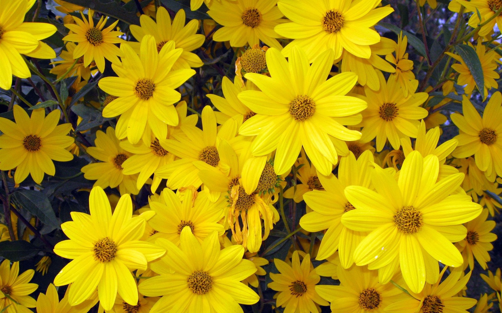 Aster Květiny wallpaper album #18 - 1680x1050