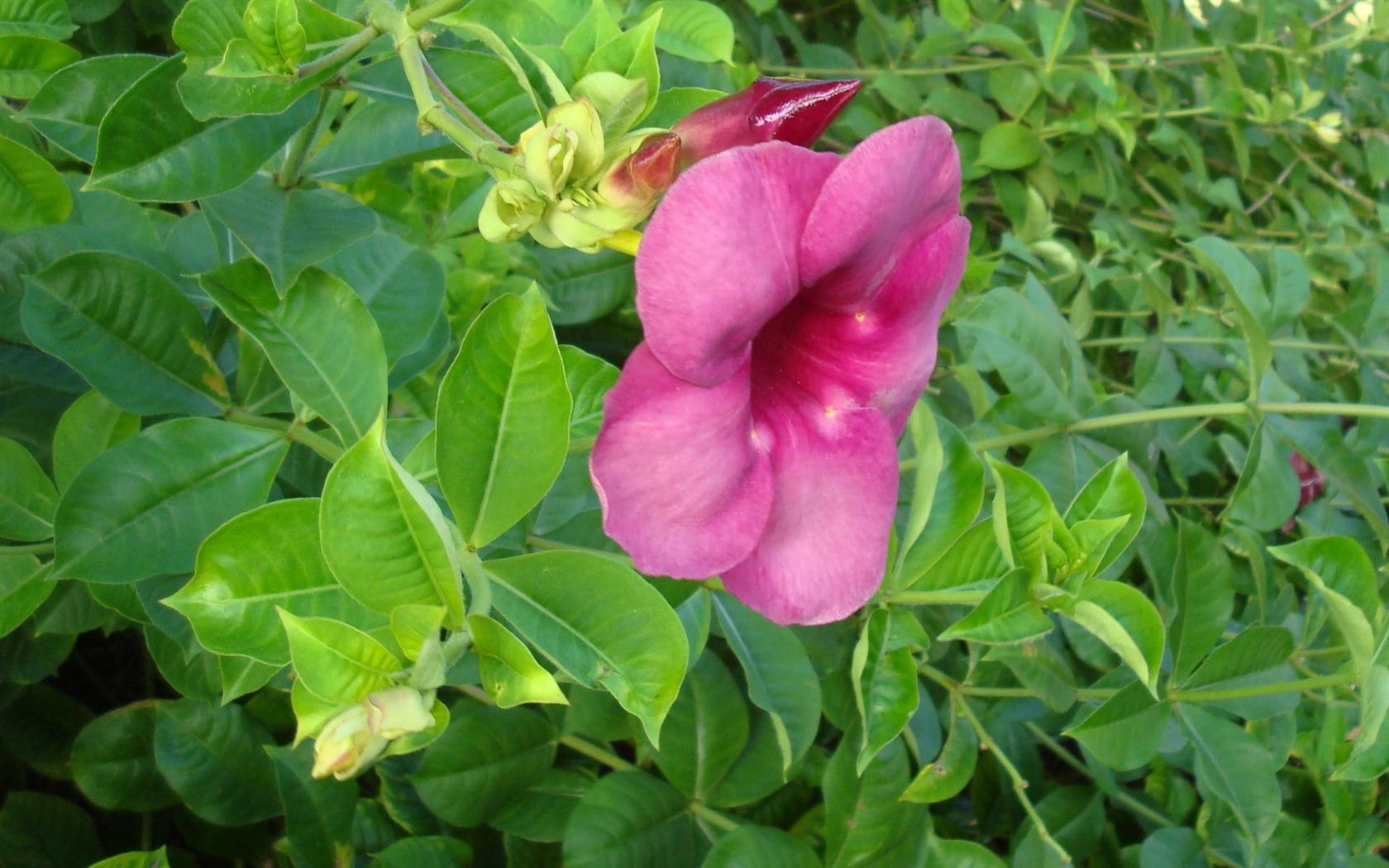 Widescreen wallpaper flowers close-up (20) #14 - 1680x1050