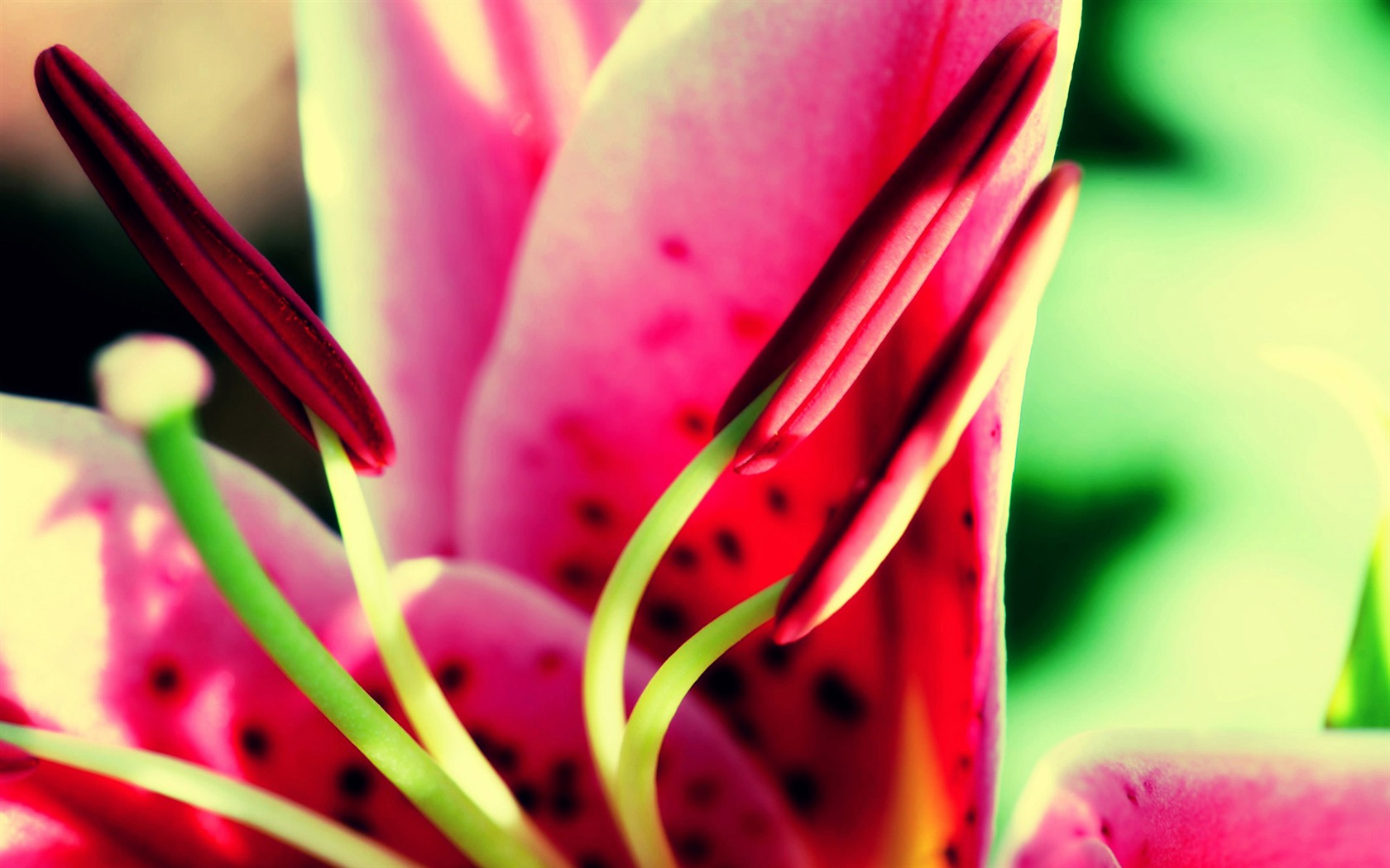 fleurs fond d'écran Widescreen close-up (21) #2 - 1680x1050