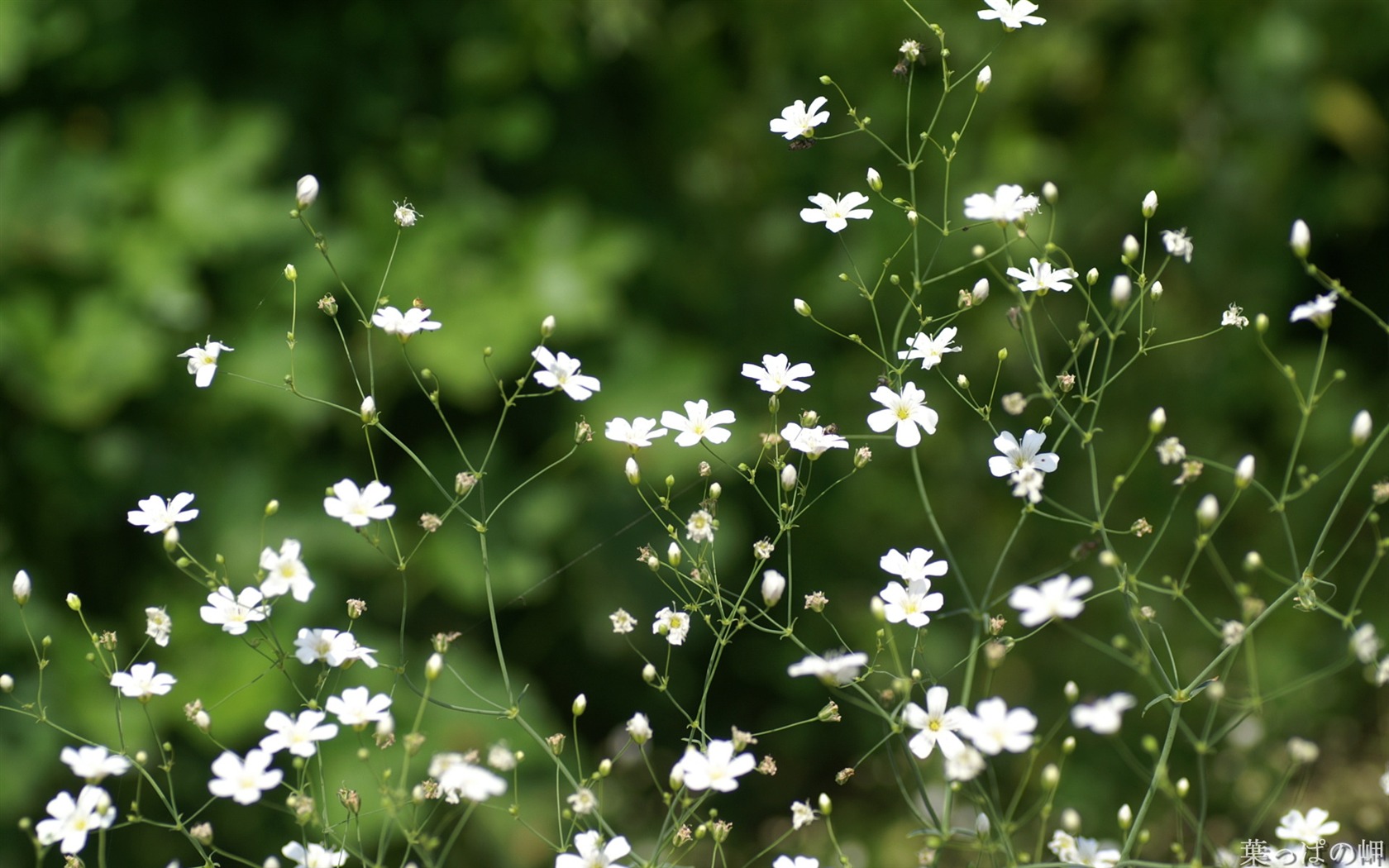 Widescreen wallpaper flowers close-up (21) #13 - 1680x1050