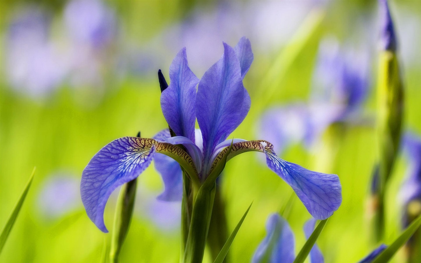 Widescreen wallpaper flowers close-up (21) #15 - 1680x1050