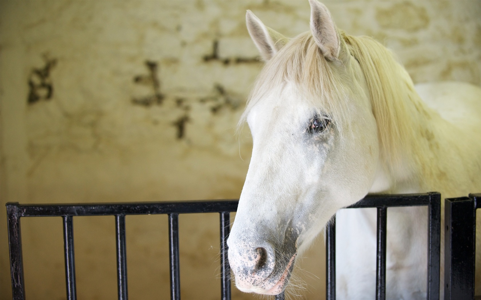 Animal Widescreen Wallpapers Collection (22) #18 - 1680x1050