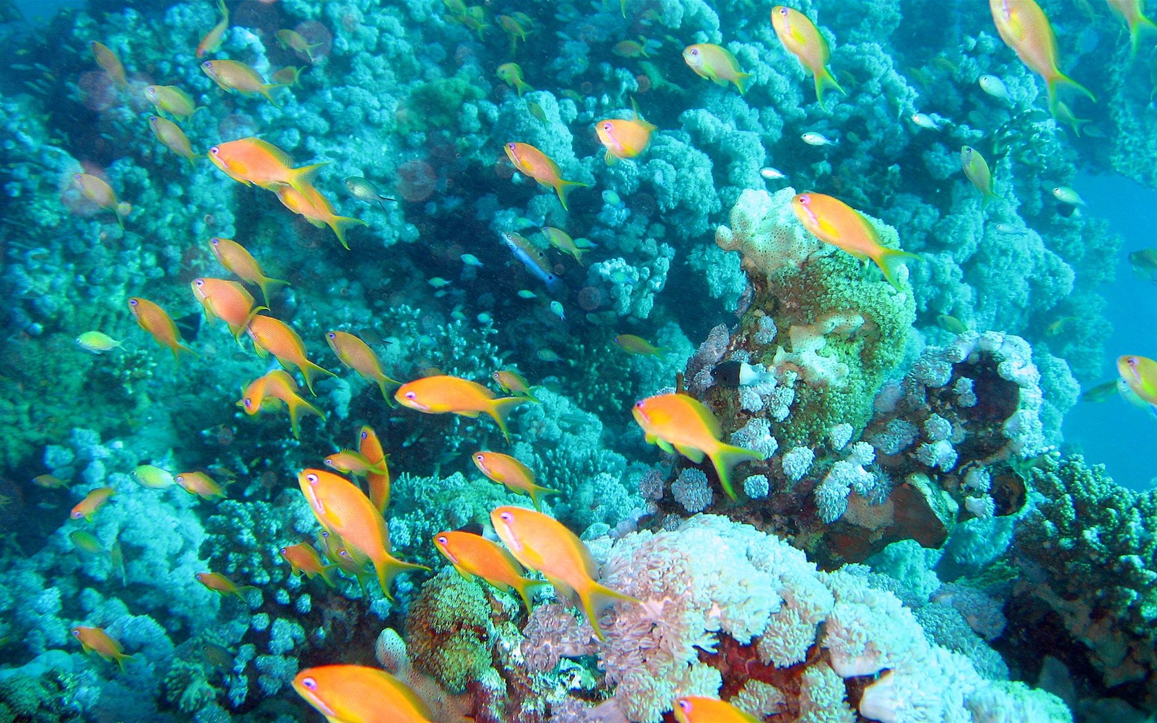 Fun Underwater World (4) #1 - 1680x1050