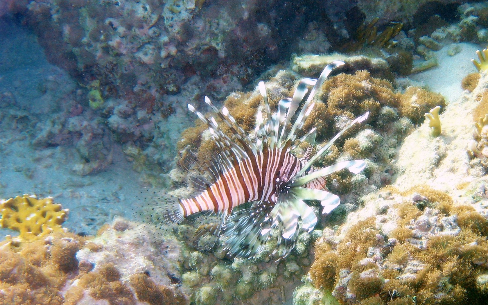 Diversión bajo el agua Mundo (4) #17 - 1680x1050