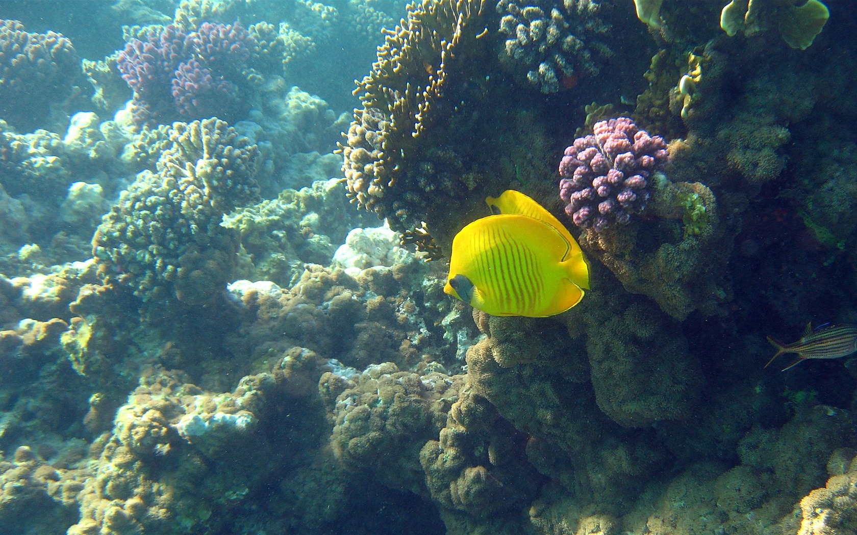 繽紛海底世界(四) #25 - 1680x1050