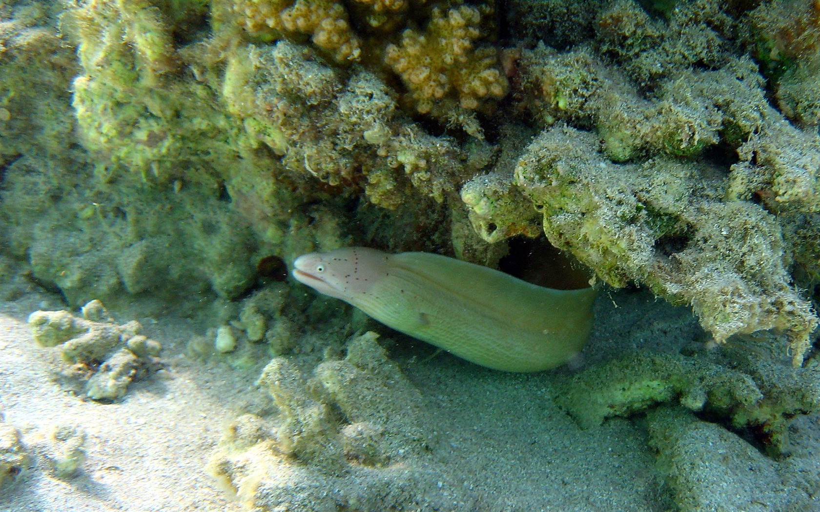 Diversión bajo el agua Mundo (4) #28 - 1680x1050