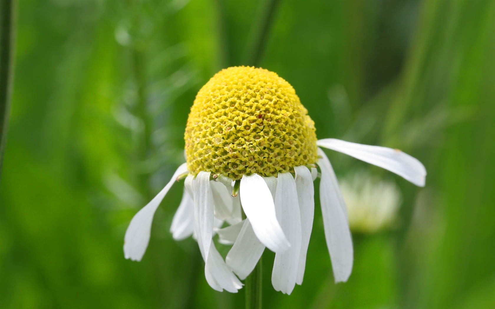 Widescreen wallpaper flowers close-up (23) #16 - 1680x1050