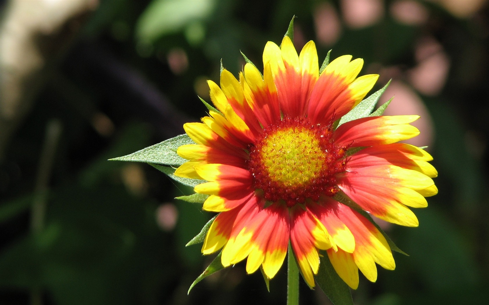 Widescreen wallpaper flowers close-up (23) #19 - 1680x1050