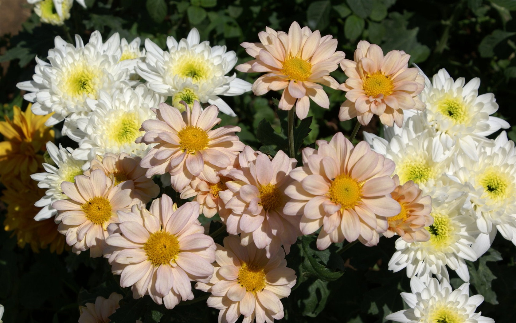 寬屏鮮花特寫 壁紙(25) #5 - 1680x1050